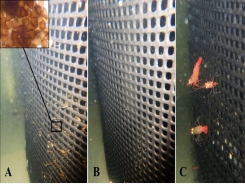 Cleaner shrimp – a newly minted alternative to parasite protection on fish farms
