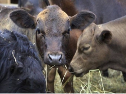 Proper cattle nutrition may differ due to operations goals
