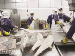 Increase the value of Vietnamese seafood to the EU