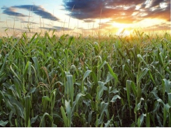 NASA data sets helping Illinois corn farmers