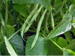 Getting your green beans off to a good start