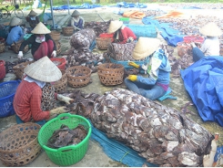Quang Nam seeks help for purpleback squid export