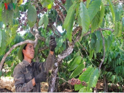 Coffee exports plummet in first half