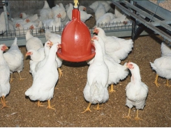 Using pellet quality to improve broiler growth rate, feed conversion