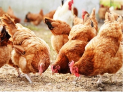 Genes found that could help create more resilient chickens