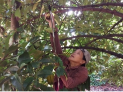 Farmers see bumper mangosteen harvest