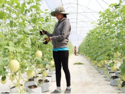 Thanh An - High-tech melon planting is effective