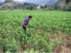 Lam Dong province unveils 5-year plan to develop sericulture