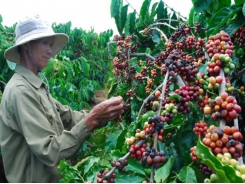 Vietnam domestic coffee prices flat as low stocks hit transactions