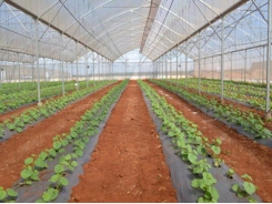 Can Tho, New Zealand step up agricultural cooperation