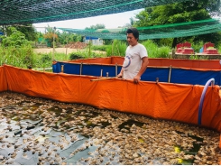 Hiệu quả mô hình nuôi ếch Thái Lan trong bể lót bạt