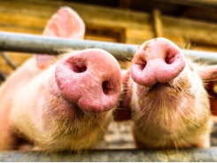 Spanish pig sector focusing on gut health