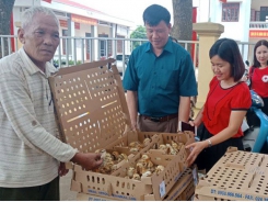 Bac Giang develops bio-safety chicken breeding model