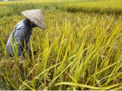 Agriculture sector posts 2.39 percent in first half of 2019