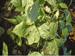 Avoid bacterial diseases in green beans