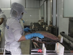 Vietnam tuna scoops Netherlands market