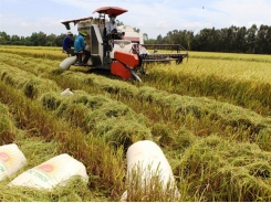 Long An seeks rapid adoption of advanced rice farming techniques