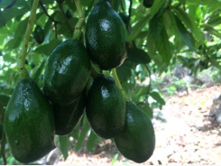 Son La avocados make inroads into foreign markets