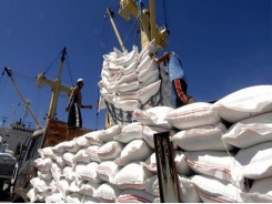 Việt Nam to increase rice exports to EU under EVFTA