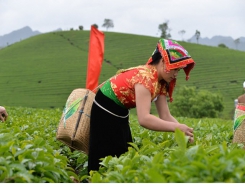 Tea businesses need restructuring to add value