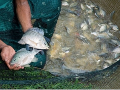 Fake plants have real benefits for farmed tilapia - Part 1