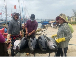 Local tuna exports endure drastic downturn