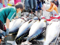 Canned tuna exports increase thanks to rising demand