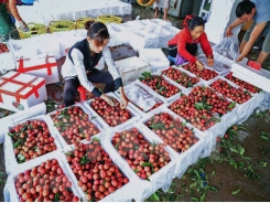 Conference seeks ways to promote lychee consumption