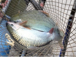 Thuần dưỡng cá quý trên sông Đà