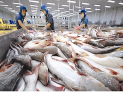 Tra fish industry strives to increase domestic market share