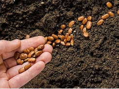 General Department of Customs responds to import duties on vegetable seeds and watermelon