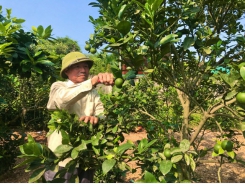 Lão nông tiên phong phát triển kinh tế vườn