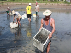 Vietnam’s agriculture regulator warns about new virus on shrimp from China