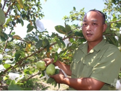 Chinh phục đất cằn, trồng trọt kết hợp chăn nuôi thu tiền tỷ tại Nam Định