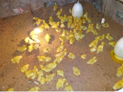 Kỹ thuật úm và lịch phòng bệnh cho vịt con nuôi đẻ trứng