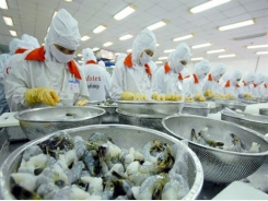 The shrimp market is contrary to forecast by experts