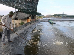 Thu tiền tỷ nhờ nuôi tôm công nghệ cao