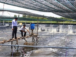 Quảng Ngãi to destroy of 21 white spot infected shrimp ponds