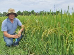 Sản xuất lúa thông minh thích ứng biến đổi khí hậu tại Quảng Nam