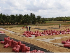 Summer-autumn rice production in Southern provinces exceeds 9.1 million tons