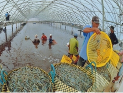 Hi-tech appliance in pangasius farming to overcome difficulties