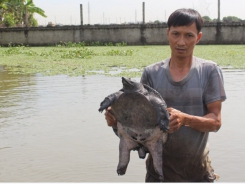 Giàu lên nhờ nuôi ba ba gai