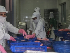 Seafood enterprises look to export opportunities from EVFTA