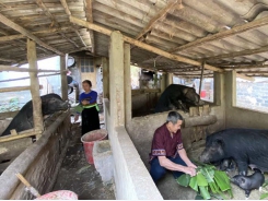 Muong Pa indigenous pig breeding cooperative ensures food safety