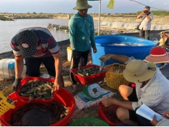 Bạc Liêu Province focuses on becoming shrimp production hub