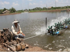 Bến Tre farmers hesitate in stocking shrimp amid drought and salt intrusion