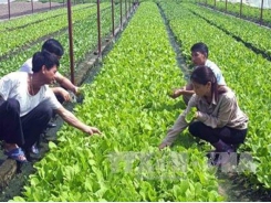 Organic agriculture project adopted