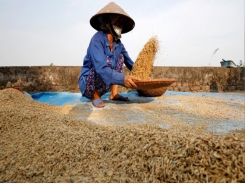 Vietnam eyes exports of seven million tons of rice this year