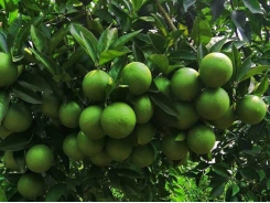 Phân bón lá vi lượng ngăn ngừa và khắc phục bệnh trên cây ăn quả
