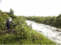 Kiên Giang rice farmers switch to guava for better income